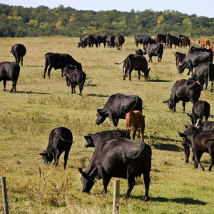 cow/calf in pasture