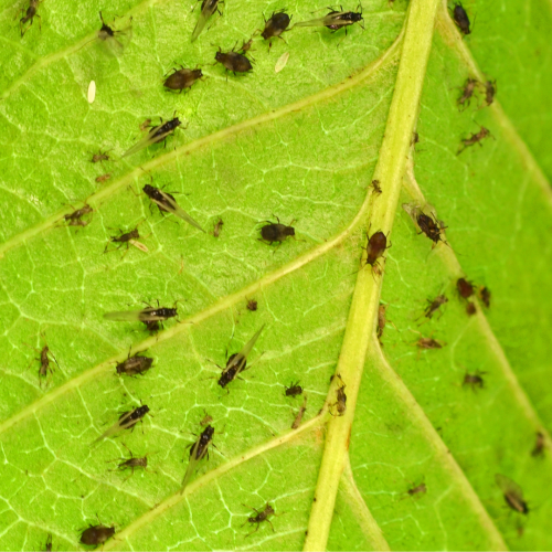 Tips for Controlling Aphids in Your Garden - Foreman's General Store