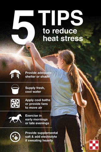 Keeping Horses Cool Tips