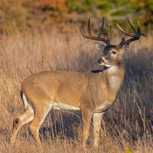 Feeding Deer in Spring and Summer