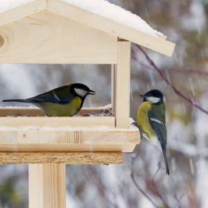 Winter Bird Feeding